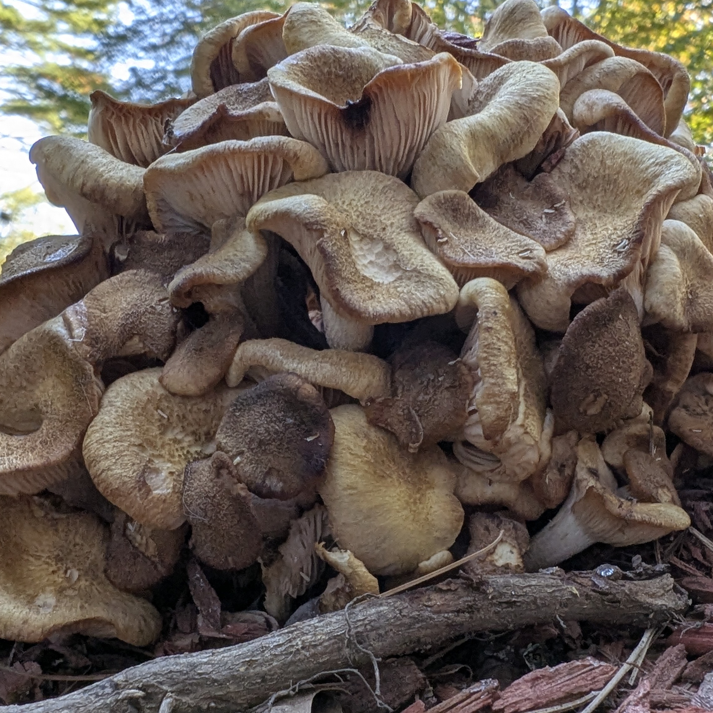 Fantastic Fungi Movie - Natural Wonders Movie Night- FREE - logo